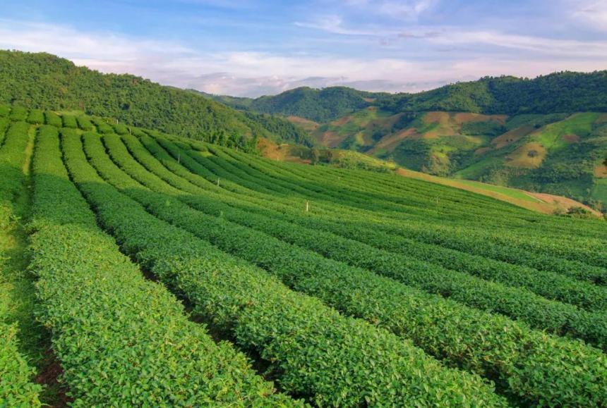 从小众茶到大产业 京东京造助力凤庆滇红茶走向全国